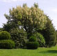 OSNA-Vital Baum